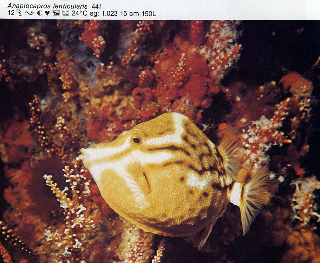 Anaplocapros lenticularis